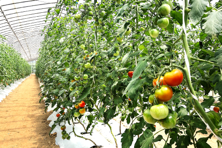 C-537 今が旬！新鮮野菜セット（3回コース）