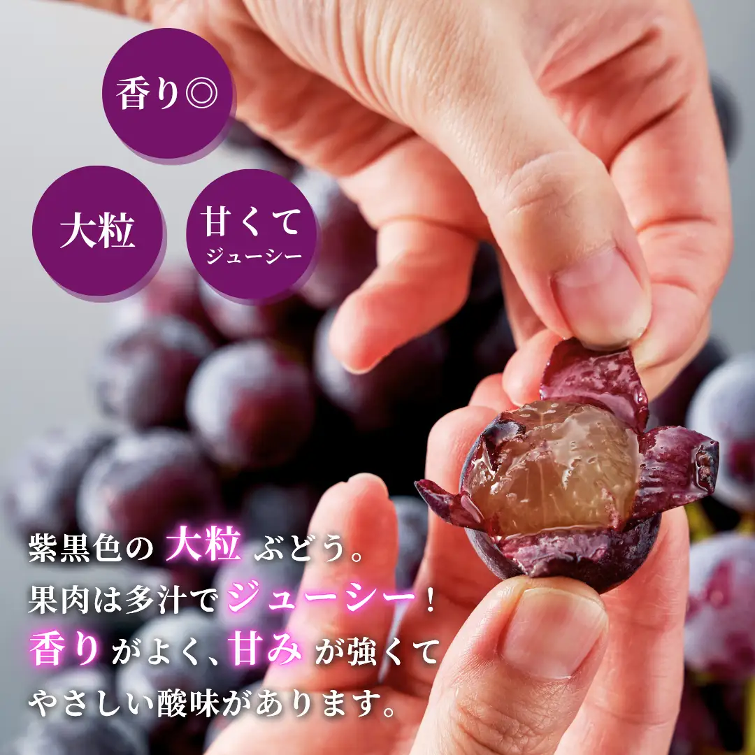 【令和8年産 先行予約】 巨峰 ぶどう 約2kg |  農家こだわり 新潟県 弥彦村