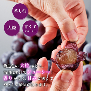 【令和8年産 先行予約】 巨峰 約3kg (5~9房) | ぶどう 新潟県 弥彦村