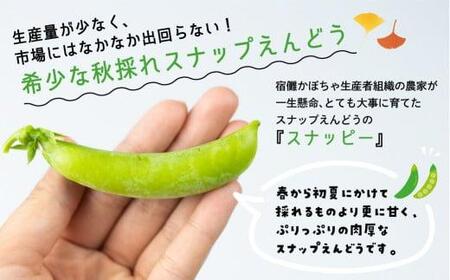 【数量限定】≪10月頃より発送開始≫ 飛騨高山産 希少！晩秋すくなスナッピー1kg ( スナップえんどう ) | 野菜 旬 新鮮 産地直送 期間限定 飛騨 高山 エンドウ 豆 スナックエンドウ えんどう豆 秋野菜 飛騨高山 宿儺さま KA002