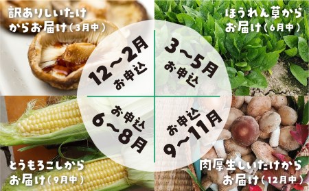 なかだファーム4回お届け 年間定期便 しいたけ ほうれん草 とうもろこし [Q1378x]