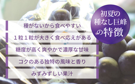 【先行予約】 巨峰 7月のぶどう屋さん 種なし巨峰 2kg 5～6房入 松川果樹園 【2026年7月上旬～8月上旬頃順次発送予定】