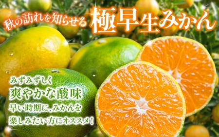 【2026年9月~発送】みかん 極早生みかん 約7.5kg(サイズ混合)【nuk136E】