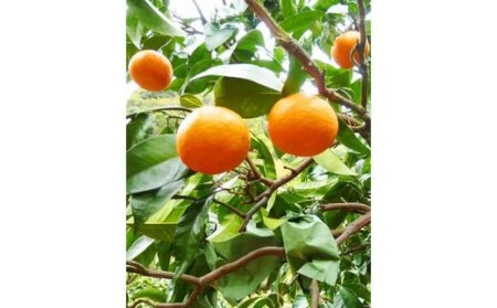 【先行予約】 初夏のみかん　なつみ5kg  ※2027年4月中旬頃〜2027年4月末頃順次発送予定(お届け日指定不可) / 果物 フルーツ 柑橘 くだもの 和歌山 有田みかん みかん オレンジ【uot501-2】