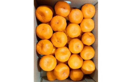 紀州和歌山有田産ポンカン 5kg ※2027年1月下旬頃～2027年2月上旬頃に順次発送（お届け日指定不可）/ ぽんかん みかん 果物 みかん 柑橘 フルーツ 和歌山県 ミカン【uot722】