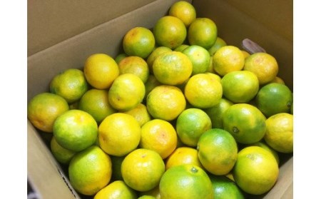 【先行予約】紀州和歌山有田産ゆら早生みかん10kg　※2026年10月中旬頃〜2026年11月上旬頃に順次発送予定(お届け日指定不可) / みかん みかん ミカン くだもの フルーツ オレンジ 有田みかん【uot734】