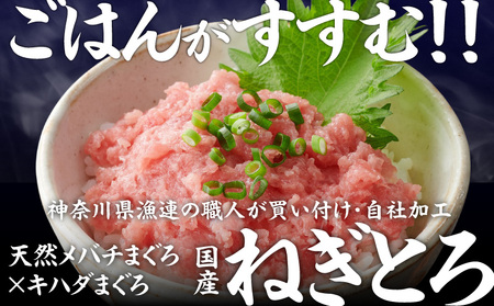 ＜選べる配送月＞【 神奈川県漁連 】 ＜ お徳用 ＞ 天然 まぐろ ねぎとろ 1.3kg（ 130g × 10P ） M077-007 冷凍 マグロ
