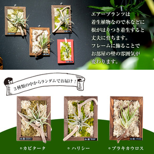 観葉植物 エアープランツ フレーム タイプ (茶色)  観葉植物 壁かけ 【kurk PLANT LEATHER】 i621