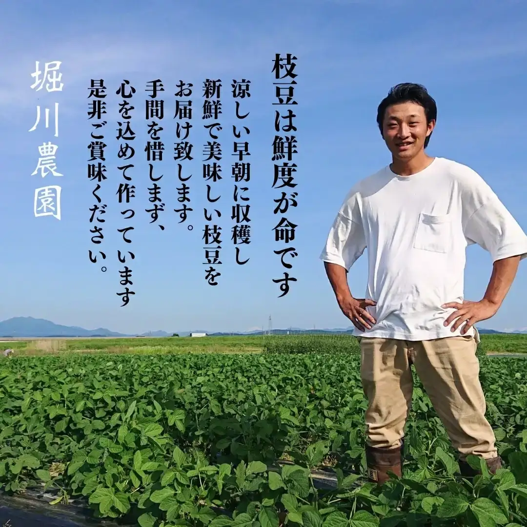 【先行予約】枝豆 2kg 朝採り枝豆をお届け [2026年発送分] 令和8年産 新潟県産 枝豆（陽恵） 朝採り枝豆 採れたて枝豆 新鮮 枝豆  [堀川農園]【020S016】