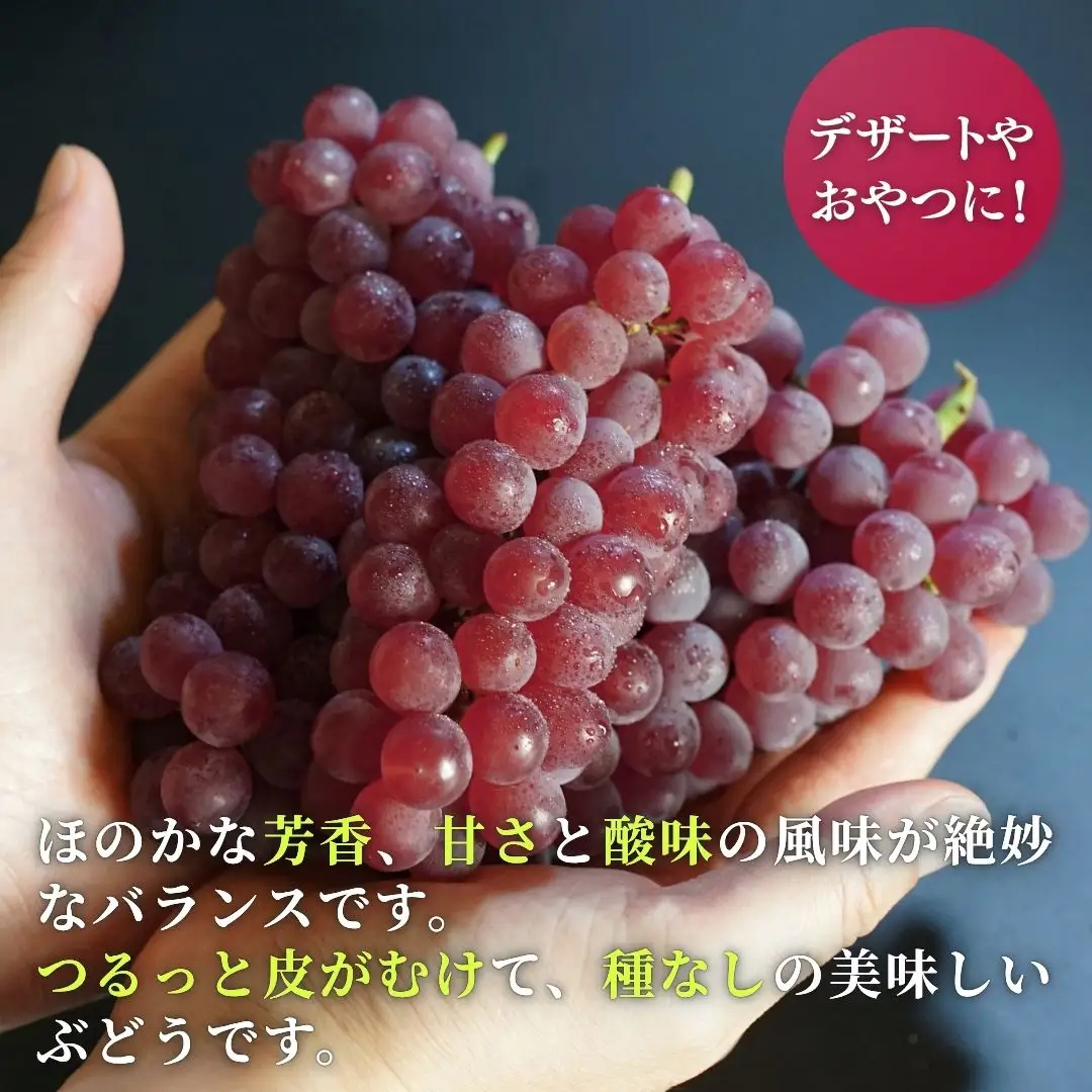 【令和8年産 先行予約】 デラウェア ぶどう 種なし 約2kg (12～16房)  デラウエア 新潟県 弥彦村