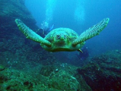 すさみの海で体験ダイビング！【ギネス認定】海中ポストへのハガキ投函付き(1名様分)【nnw101】