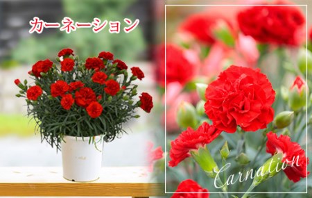 【先行受付：令和8年5月10日の母の日】 高原町のカーネーション＆エラチオールベゴニア 母の日直前にお届け TF0375-P00024