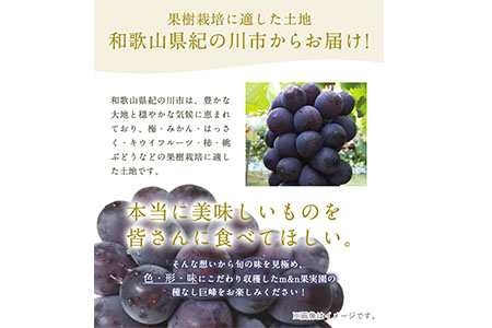 ぶどう 巨峰 種なし巨峰 3房～4房入り 約1.5kg以上 ｍ＆ｎ果実園《8月上旬-8月末頃出荷》和歌山県 紀の川市