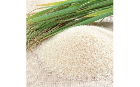 令和7年産 にいみ源流米「コシヒカリ」10kg（5kg×2袋）