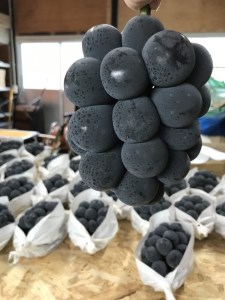 山田ぶどう園 ピオーネ 約2kg 3～4房 【先行予約 9月上旬から順次発送】