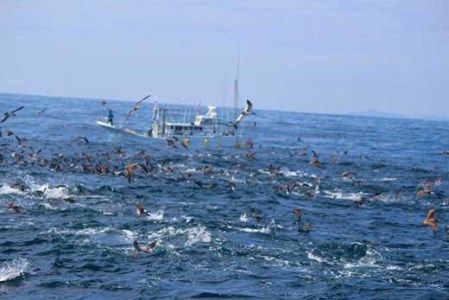 【マグロキャストチャーター】第八大洋丸 1日チャーター券(大人6名迄)　/まぐろ 鮪 【tym100】