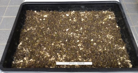 【北海道・東北地方・沖縄・離島　配送不可】スナゴケ栽培キット1セット