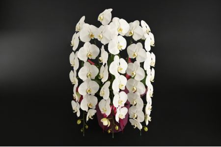 胡蝶蘭(大輪系・45輪付き)【豪華な大輪系】 FAA-085