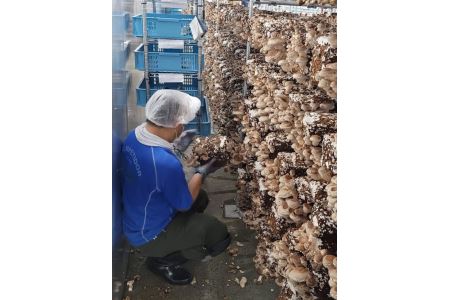 菌床しいたけ　1kg※離島への配送不可 FAA-148
