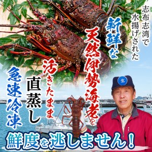 【数量限定】志布志湾産 天然の伊勢海老＜直蒸し＞計1.2kg以上 c7-005