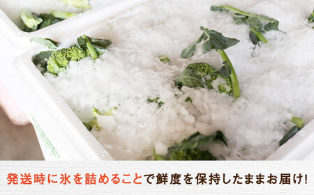 【2026年7月以降順次発送】ブロッコリー 20玉 北海道 先行予約 [AXBD001]