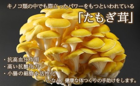 エルゴチオネイン含有 たもぎ茸濃縮エキス バイオゴッド 80cc×10袋入り タモギダケ タモギ茸 エルゴチオネイン 北海道産 国産 NP1-142