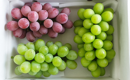 大人気！【こんのぶどう園】山形本沢産 高級ぶどう 3種食べくらべD 秀以上 約2kg 【令和8年産先行予約】FU22-336 くだもの 果物 フルーツ 山形 山形県 山形市 2026年産
