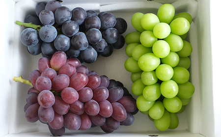 大人気！【こんのぶどう園】山形本沢産 高級ぶどう 3種食べくらべC 秀以上 約2kg 【令和8年産先行予約】FU22-337 くだもの 果物 フルーツ 山形 山形県 山形市 2026年産