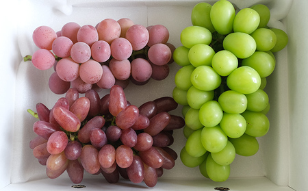 大人気！【こんのぶどう園】山形本沢産 高級ぶどう 3種食べくらべA 秀以上 約2kg 【令和8年産先行予約】FU22-339 くだもの 果物 フルーツ 山形 山形県 山形市 2026年産