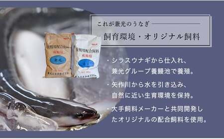愛知県三河一色産うなぎ蒲焼き特大サイズ2尾+きざみうなぎ2食入りセット(長焼き2尾で400g+ きざみうなぎ50g×2食) 国産 愛知県産 西尾市産 西尾市一色産 うなぎの兼光 鰻 ウナギ 蒲焼き 惣菜 総菜 タレ付き たれセット 巨大 きざみ キザミ 刻み 丑の日 土用の丑の日 ・U022-16