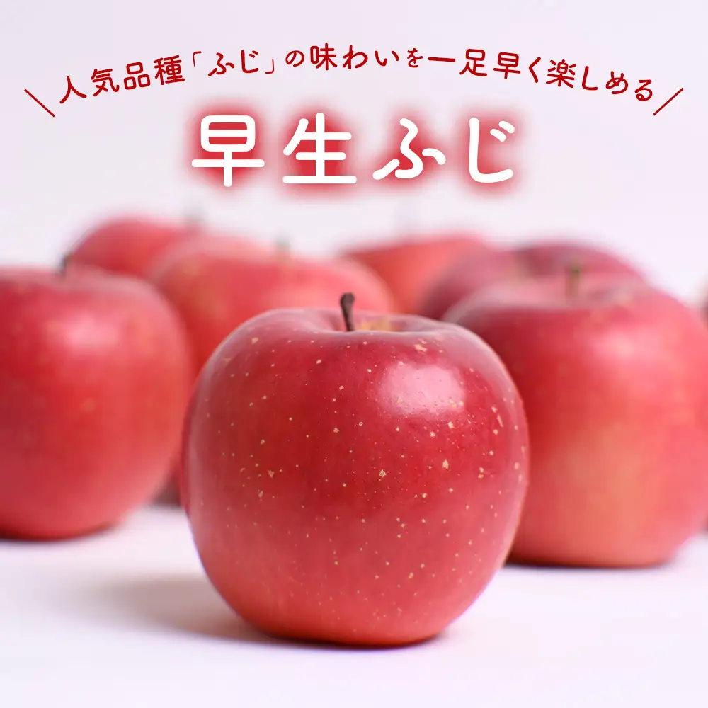 青森県産りんご 早生ふじ 約5kg りんご 9月下旬～