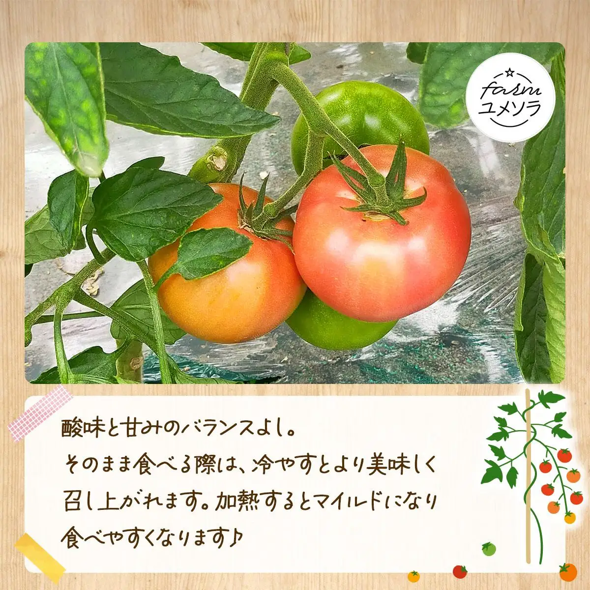 ◆2026年7月から順次出荷◆ farmユメソラ 大玉 トマト 約4kg【famy-001】