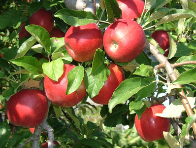 《先行予約》令和8年産 りんご サンふじ 特秀品 3.2kg -桐箱入 山形県産 【2026年12月上旬頃から中旬頃発送予定】2026年産 山形産　029-B-MM029