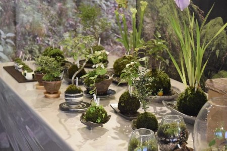 1107 おかげ横丁　苔玉作り体験(１名様分）　苔玉作り　苔テラリウム　小さなコケ　苔玉　育て方　観賞　苔玉栽培　苔　