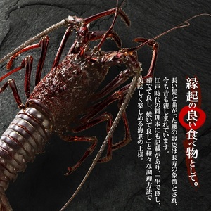 【漁師直送】活き〆 冷凍 特大伊勢海老 1kg（1～2尾） W005-003 海老 エビ 海鮮 魚介