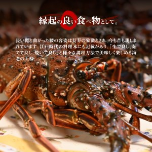 【漁師直送】活き〆 冷凍 天然伊勢海老 500g（1～2尾） W005-009u 海老 エビ 海鮮 魚介