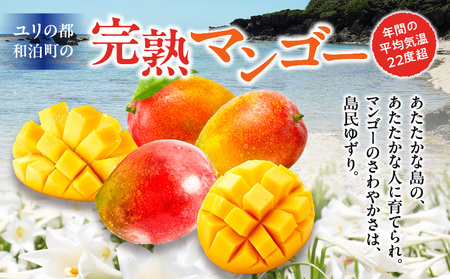 【 2026年 先行予約 】 伊村農園 こだわり 栽培 ！ 完熟 アップルマンゴー 2kg （ 4～5 玉 ） W026-002u 果物 マンゴー