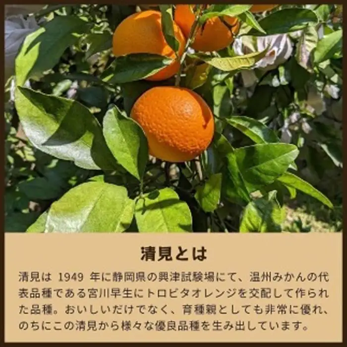 清見オレンジ（みかん）4kg 家庭用 ｜和歌山県海南市下津町で育てた和製オレンジを産地直送でお届け【2027年3月～発送予定】