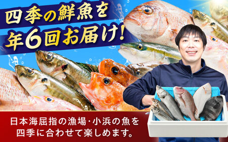 【定期便】全6回(隔月発送)【加福鮮魚】「若狭小浜港産地直送」旬の天然鮮魚お任せセット！地魚 下処理済み 刺身 煮魚 焼き魚 小浜市 / 加福鮮魚 【配送不可地域：北海道、北東北（秋田、青森、岩手）、九州、沖縄、離島】[BFBC016] 