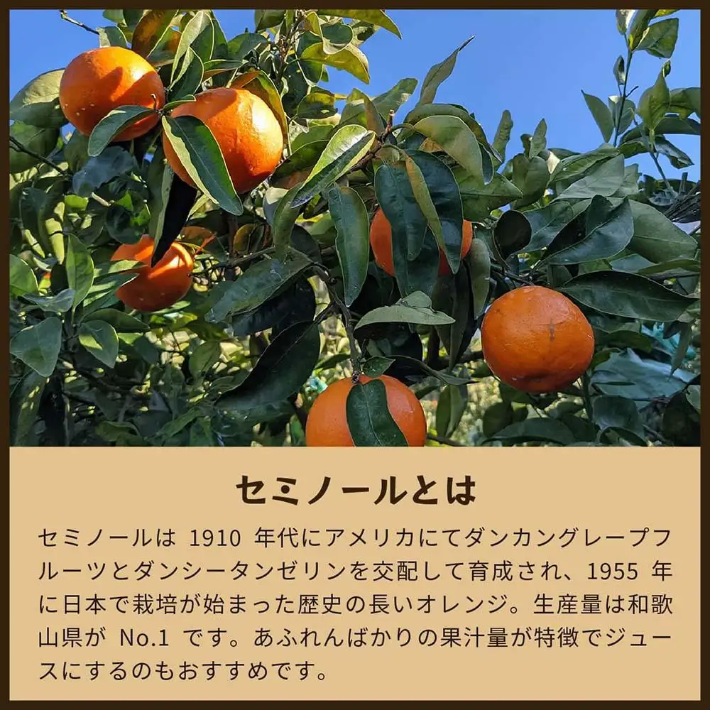 セミノール（みかん）5kg家庭用｜和歌山県海南市下津町で育てた高級オレンジを産地直送でお届け【2027年4月発送開始】