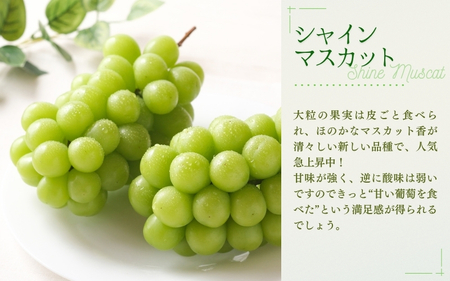 【2026年先行予約】大粒ぶどう３種詰め合わせ 食べ比べ シャインマスカット入り【nisfarm010-02】