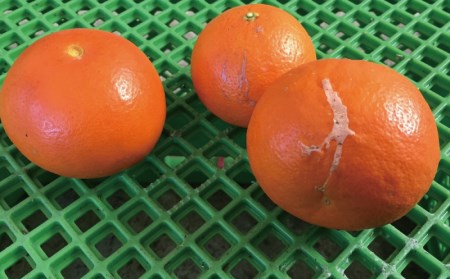 【先行予約】セミノール 果物 くだもの フルーツ わけあり 訳あり 家庭用 みかん 数量限定 ミカン 訳あり品 サイズ不揃い ご家庭用 岡農園のセミノール 約9kg【2027年3月下旬から4月下旬に順次発送予定】【mok004B】