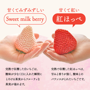 苺 紅白 冷凍いちご 1.3kg いちご 苺 【畠農宝】