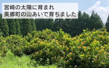しきみ しきび 2束 セット 70cm [中村しきみ園 宮崎県 美郷町 31ay0004]