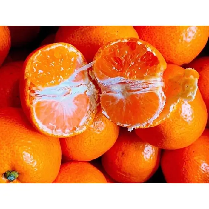 ［先行予約］小粒みかん2kg　高糖度！みかんの里！［SmileFruitみかんキング厳選］2026年10月下旬以降順次発送