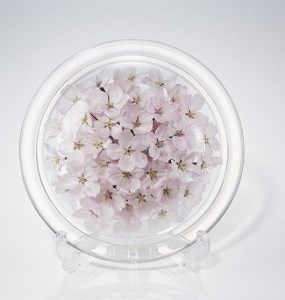 桜のボトルフラワーM（久留米絣敷物付き）_桜 ボトルフラワー M 久留米絣 敷き物付き 皿型 インテリア かわいい おしゃれ 桜の花 ソメイヨシノ ドライ加工 まるで生花 お手入れ簡単 ギフト 入学祝 卒業祝 合格祝 就職祝 お祝い 記念 贈り物 雑貨 お取り寄せ 福岡県 久留米市 送料無料 〔Qb001〕