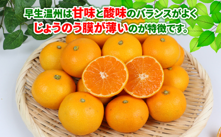 【みかん】早生温州10kgWFみかん B012-024001