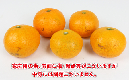 早生 みかん 10kg 家庭用 陽だまりミカン 早生 B012-050001