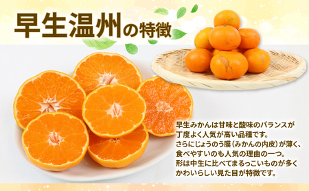愛媛県産　うまい！　早生みかん　みかん　柑橘　10kg 愛媛 みかん 早生 温州 10kg 家庭用 サイズ不揃い NBU みかん B015
