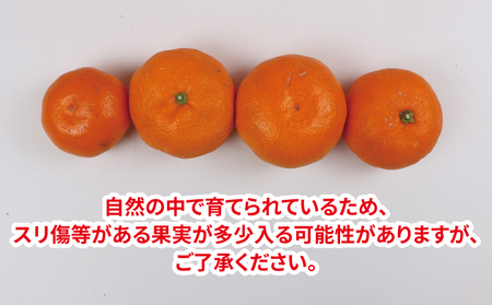 みかん 10kg 贈答用 南柑20号 サイズ不揃い みかん NBU B018-058005